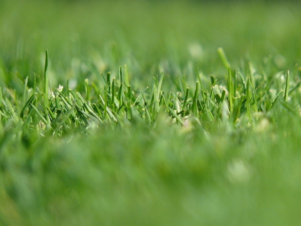 Get a healthy lawn with seasonal fertilization